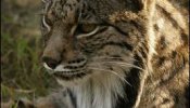 El programa de cría de lince ibérico consigue 26 nuevos cachorros