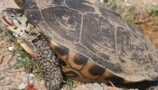 Una procesión de tortugas provoca retrasos en el aeropuerto JFK