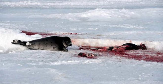 "Matar a una foca con un palo no es cruel si se la golpea directamente en el cráneo"