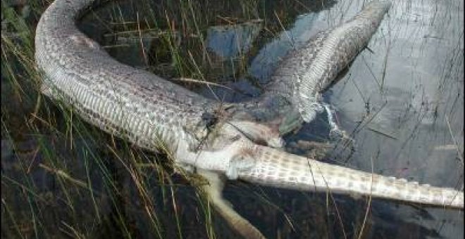 Florida se lanza a la caza de las pitones