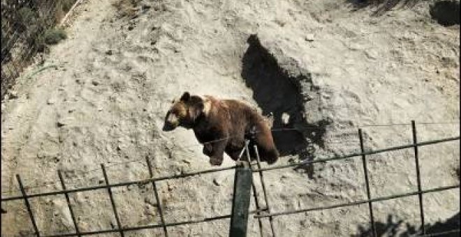 Un zoo público continúa abierto pese a ser ilegal