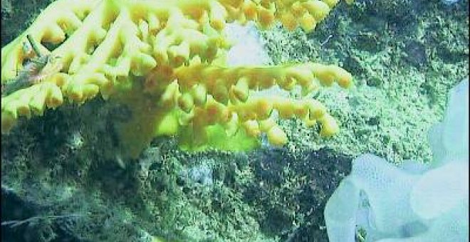 La pesca destruye el coral del Golfo de Vizcaya