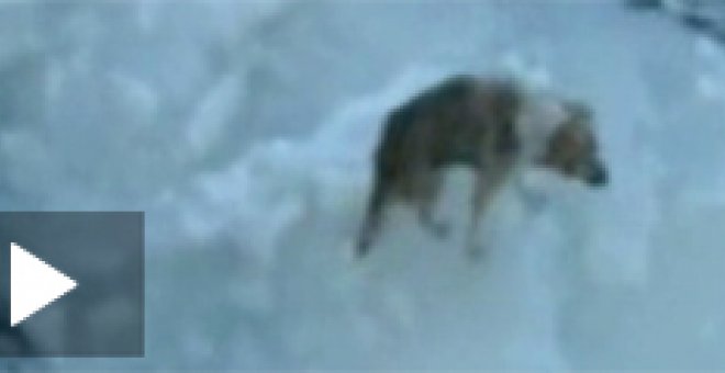 Rescatan a un perro en pleno Mar Báltico