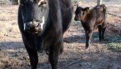 La UE respalda el consumo de animales clonados