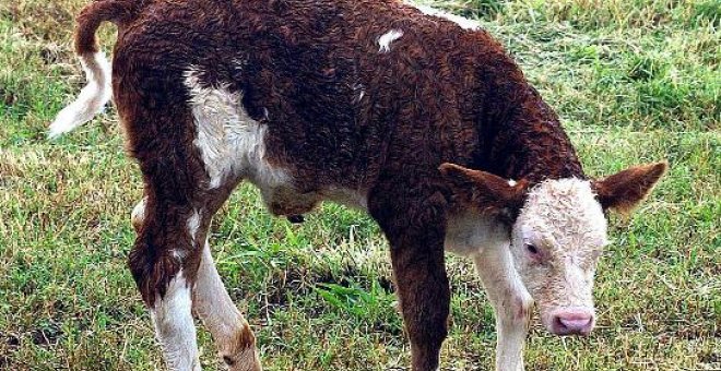 La CE propone facilitar permisos para alimentos nuevos, como los de animales clonados