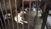 Más de 150.000 animales son abandonados al año en España