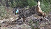 Adena pide un plan de emergencia tras el segundo lince muerto en Doñana este año