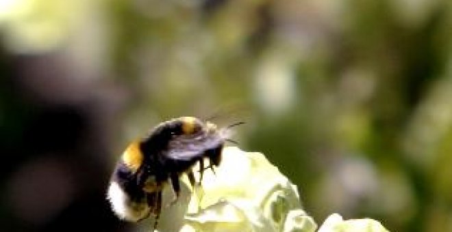 Un informe resalta el comienzo de la floración del abedul en el Norte de España