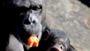 Dos chimpancés se escapan del zoológico y una pasa dos horas en un bar de Tenerife