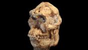 Datan el esqueleto de un Australopithecus contemporáneo de Lucy