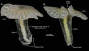 Un pez de nidos circulares y una araña acróbata, en el Top 10 de nuevas especies