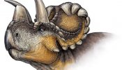 Un nuevo dinosaurio revela la evolución de los cuernos en los ‘Triceratops’