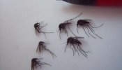 El Ártico se inunda de mosquitos por el calentamiento global