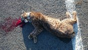 Otro lince ibérico, el quinto este año, muere atropellado en la carretera