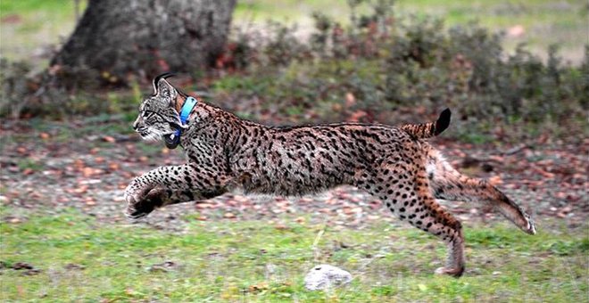 Una hembra de lince muere por el estrés en el desalojo del incendio de Doñana