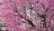 Flores de cerezo para el renacer de nuestro Planeta