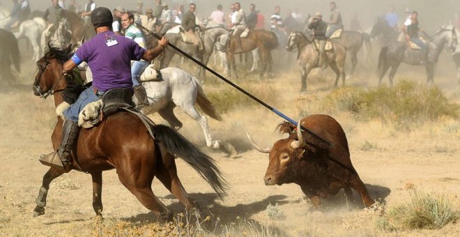 Tordesillas celebra este martes el segundo Toro de la Vega sin muerte en público del animal