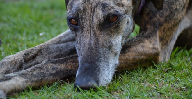 Muere el galgo al que apalearon y colgaron de un árbol en un olivar de Madrid