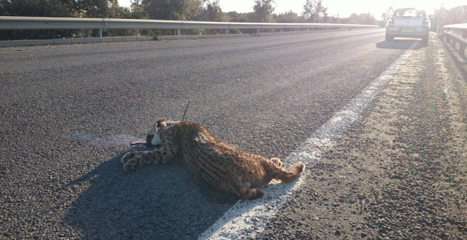 Casi la mitad de los linces que murieron el año pasado fueron atropellados