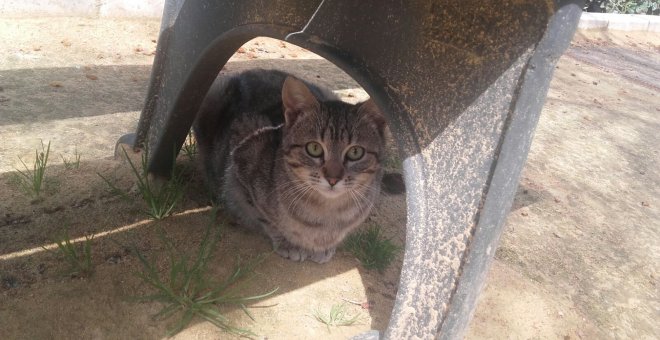 Activistas denuncian el exterminio de gatos por parte del Ayuntamiento de Cabra