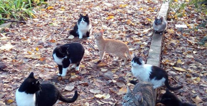 Condenada a prisión una pareja de Málaga que envenenó a 8 gatos de su vecina