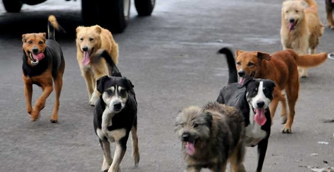 Denuncian a un hombre que colocó salchichas con alfileres en una zona donde iban perros