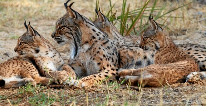 Recuperado uno de los dos linces perdidos tras el desalojo del centro El Acebuche