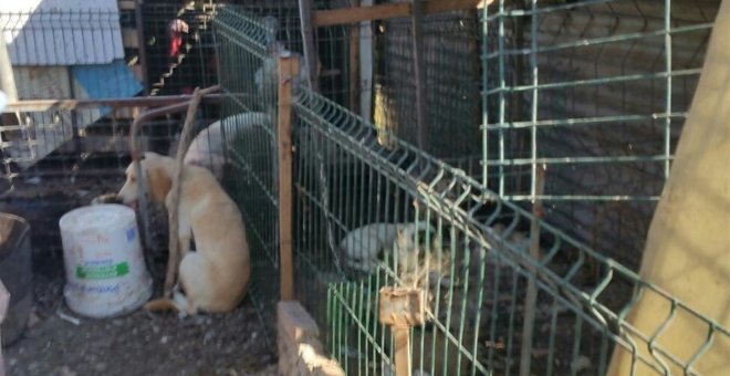 Rescatados 21 animales "en condiciones infrahumanas" en una parcela de Algeciras