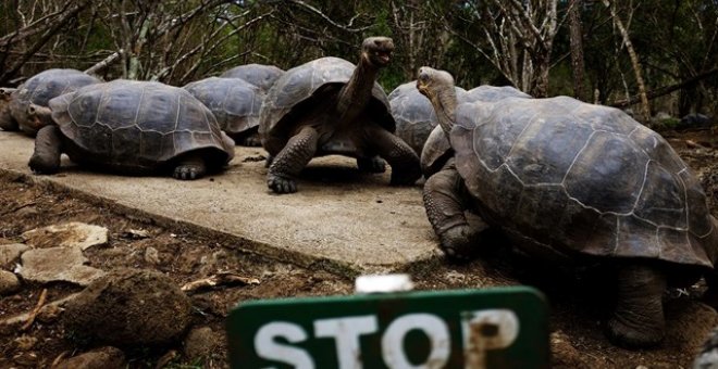 Detenido un barco chino con 300 toneladas de animales marinos de las Islas Galápagos