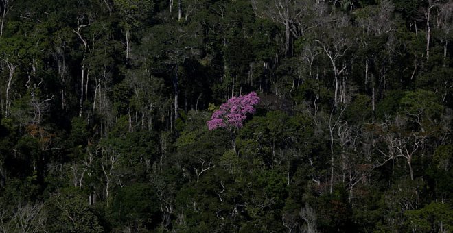 Cuando el Amazonas se vende para salvar a Temer