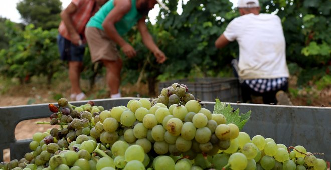 Les vinyes guanyen alçada