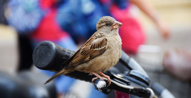 Los animales no logran adaptarse a la velocidad del cambio climático