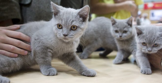 Aena esterilizará y reubicará en centros a los gatos de los aeropuertos