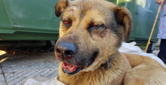 Encuentran a un perro apaleado y encerrado dentro de un cubo de basura en Oviedo