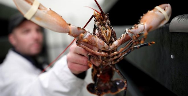 Suiza prohíbe cocinar las langostas vivas tirándolas en agua hirviendo