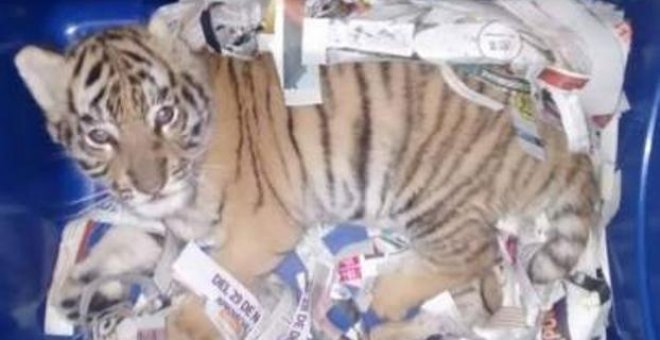 Hallan un cachorro de tigre sedado y deshidratado en una caja de envío urgente en correos