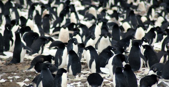 Una supercolonia de pingüinos Adelia aparece en la Antártida