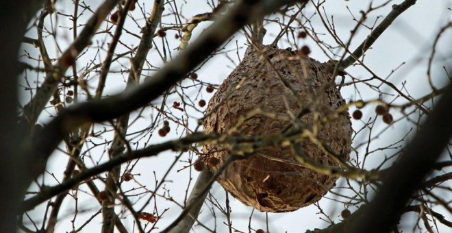 El abejero europeo, el depredador natural que puede acabar con la avispa asiática