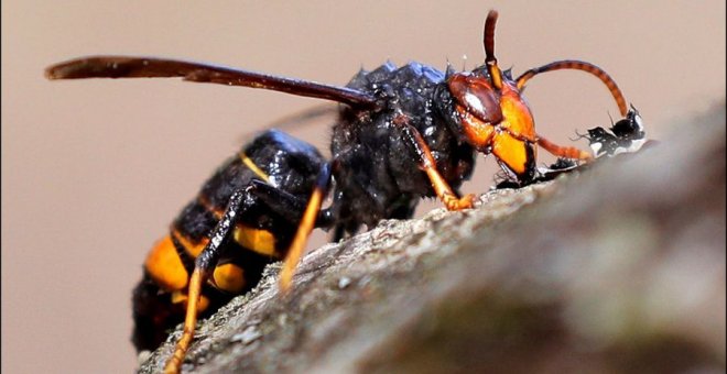 Fallece una tercera persona en Galicia por la picadura de una avispa