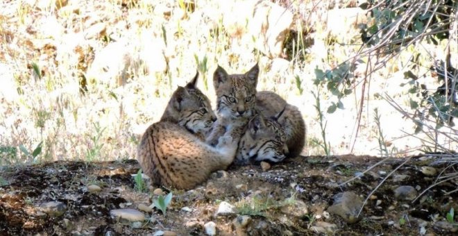 Castilla-La Mancha cuenta con 16 nuevas crías de lince ibérico nacidas en libertad