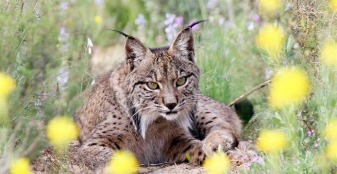 La cruz del lince ibérico: entre los atropellos y los cazadores furtivos