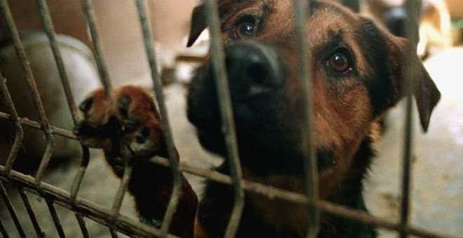 El abandono de animales aumenta de nuevo, con 138.000 recogidos por protectoras