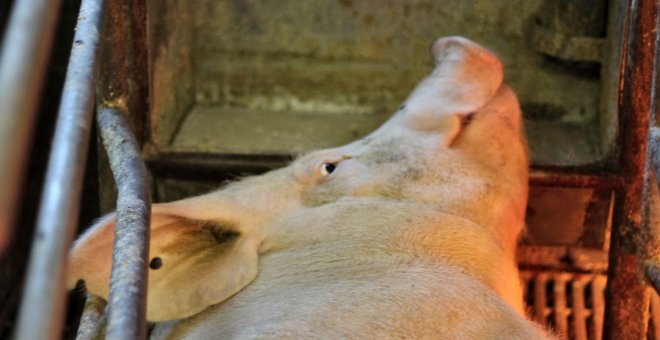 Una matanza clandestina sin controles sanitarios provoca un brote de triquinosis