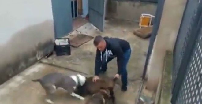 Los animalistas denuncian el maltrato a un jabato en un pueblo de Valencia