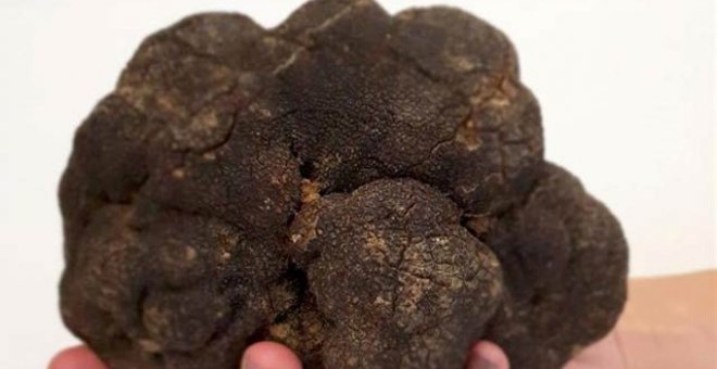 Un restaurante valenciano se queda con una de las trufas más grandes jamás encontradas en España: 750 gramos