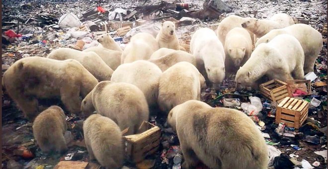 De blanco a pardo, el futuro del oso polar por el calentamiento global