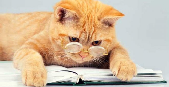 Los gatos en la literatura