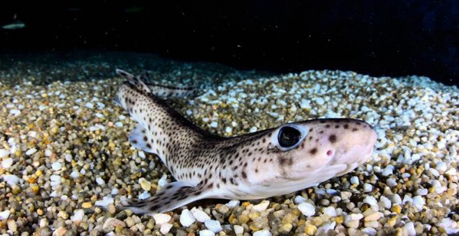 Un proyecto busca reproducir 'in vitro' tiburones y rayas en riesgo de extinción