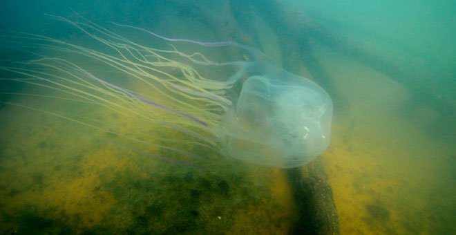 Logran un antídoto contra la avispa de mar, la criatura viva más mortífera del planeta