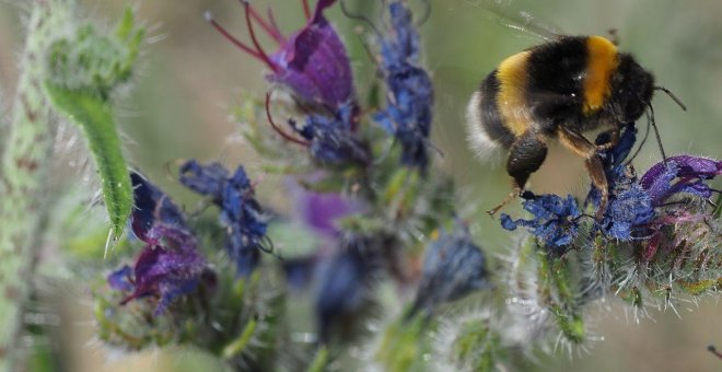 La conservación de los insectos polinizadores, esencial para la vida